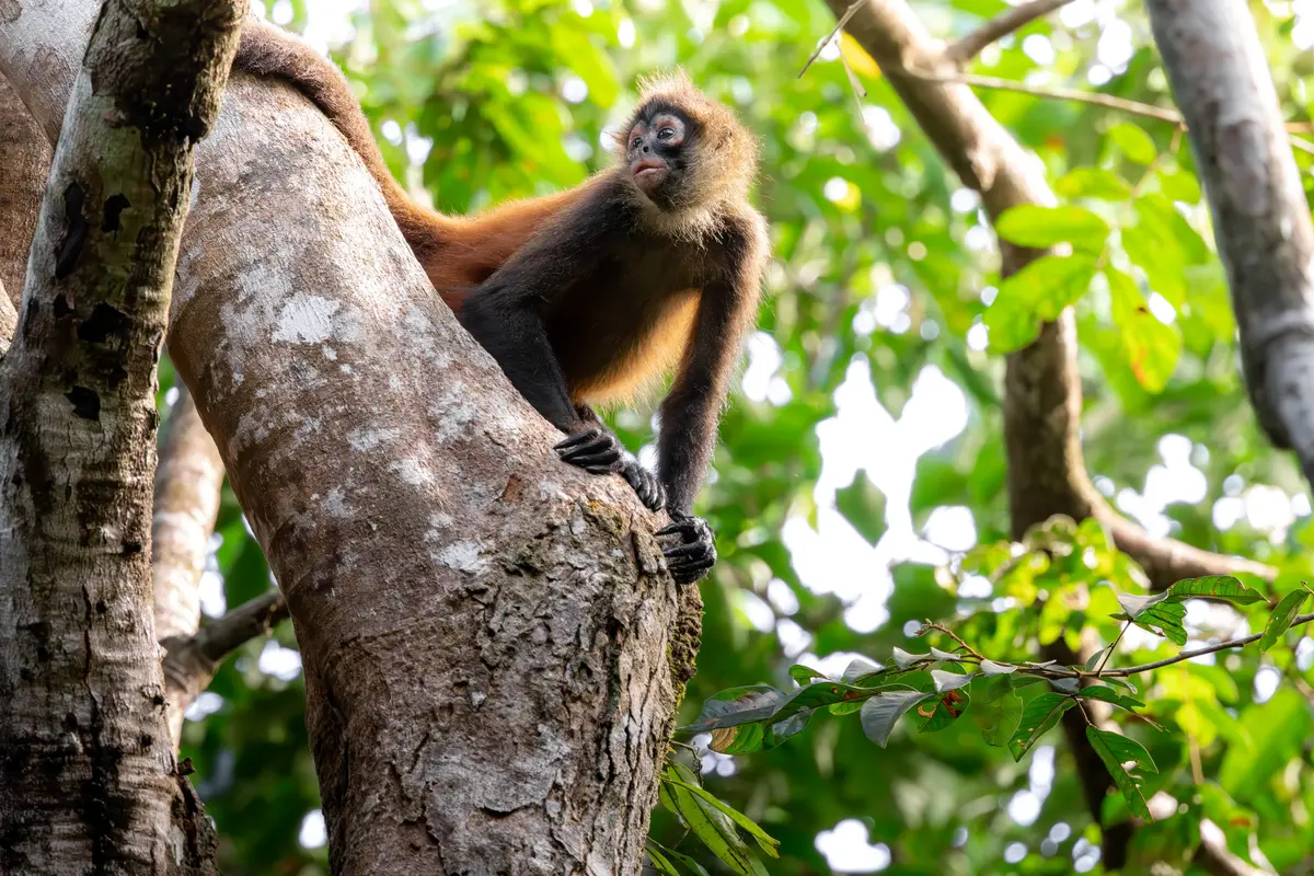 Jiquilisco Bay, El Salvador: Mangroves, Turtles & Travel Tips 7 jiquilisco bay el salvador mangroves turtles travel tips 4