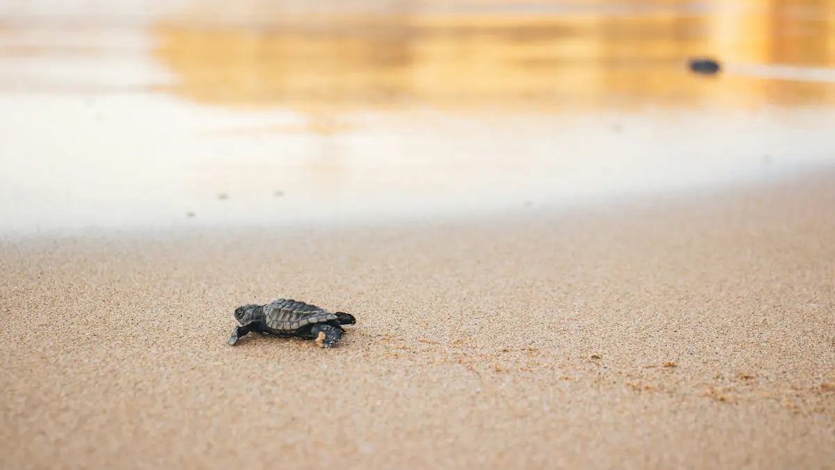 Jiquilisco Bay, El Salvador: Mangroves, Turtles & Travel Tips 10 jiquilisco bay el salvador mangroves turtles travel tips 7