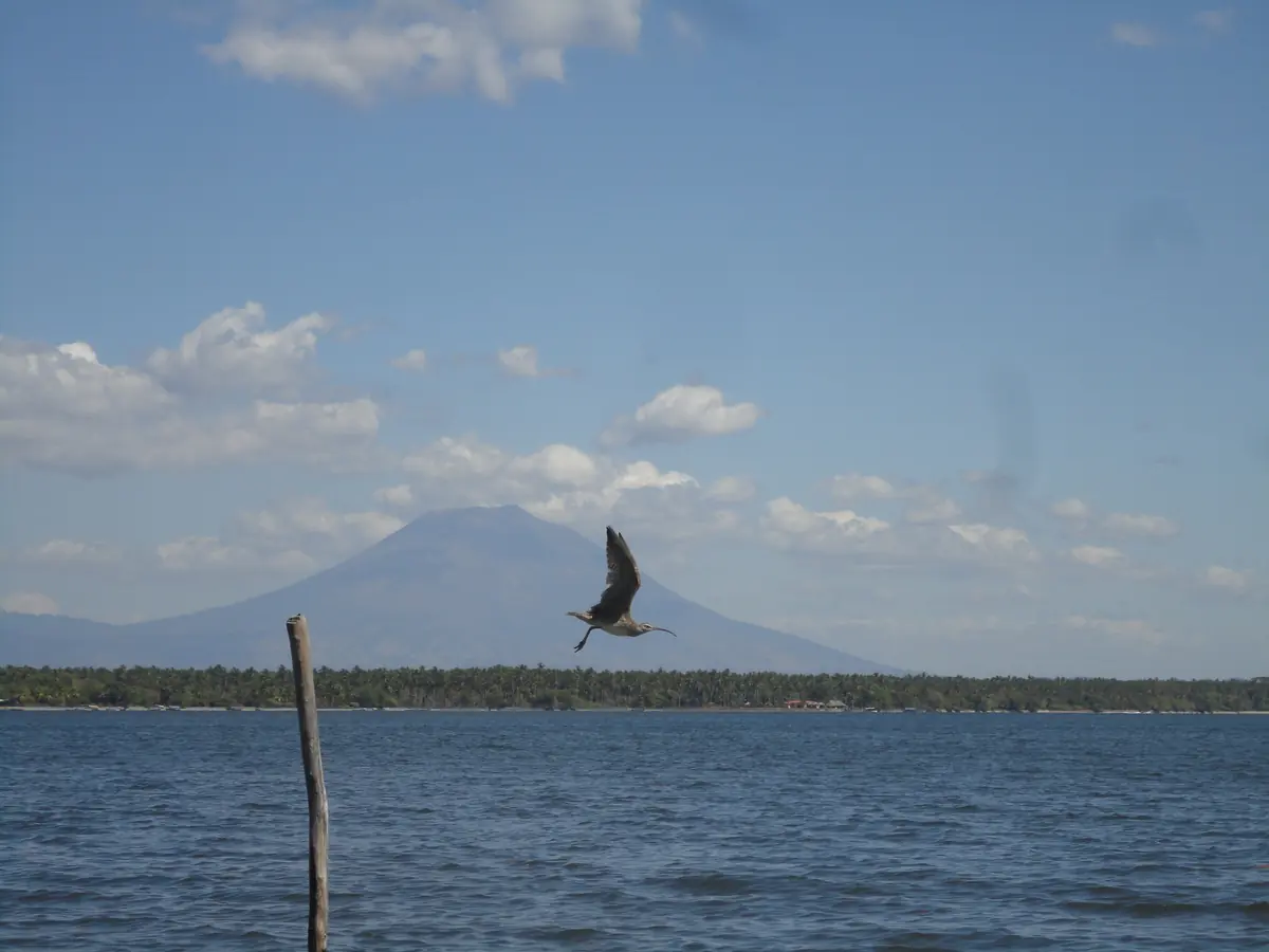 Jiquilisco Bay, El Salvador: Mangroves, Turtles & Travel Tips 3 jiquilisco bay el salvador mangroves turtles travel tips
