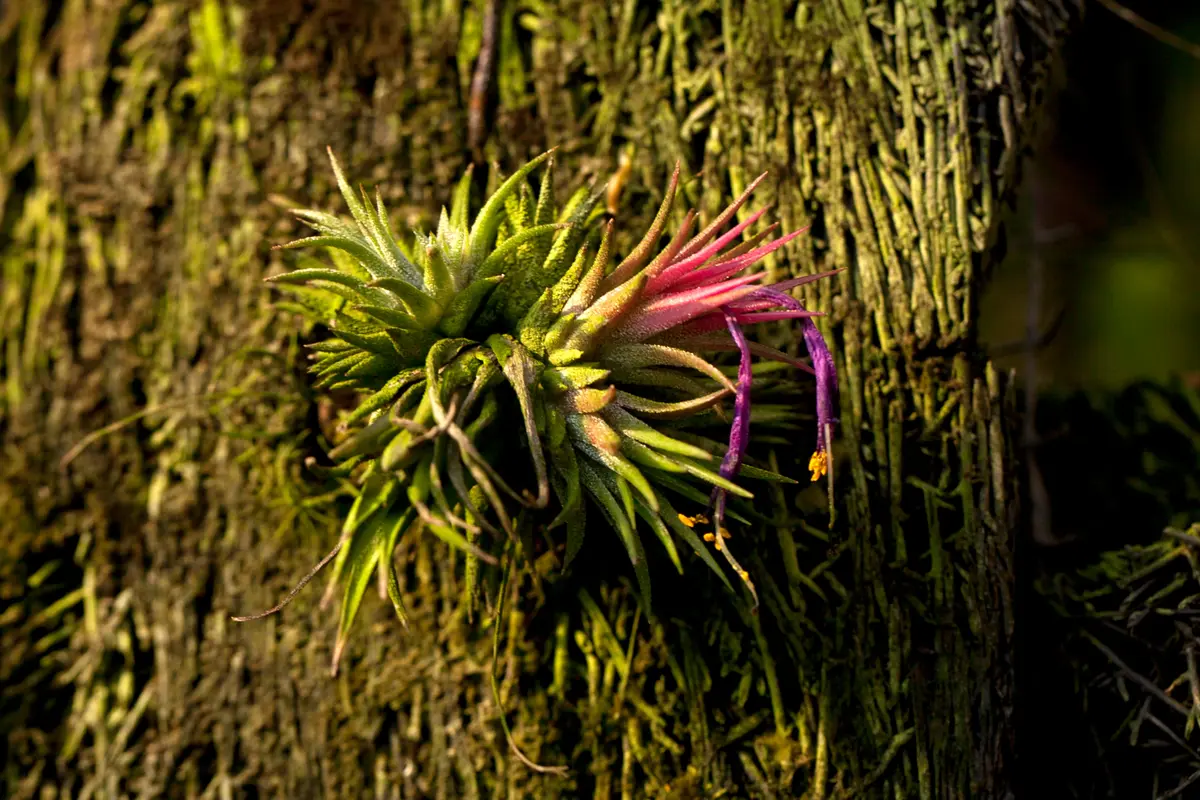 montecristo national park el salvador cloud forest guide 5