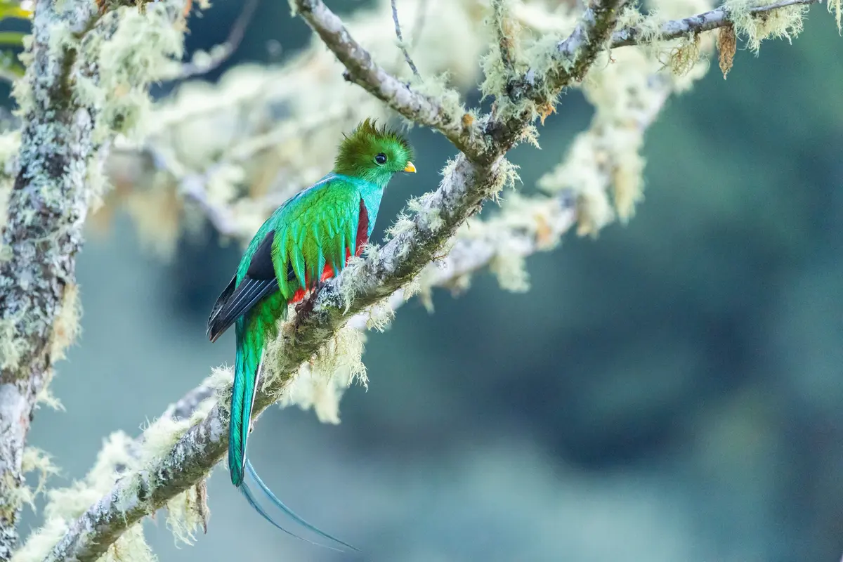 montecristo national park el salvador cloud forest guide 6