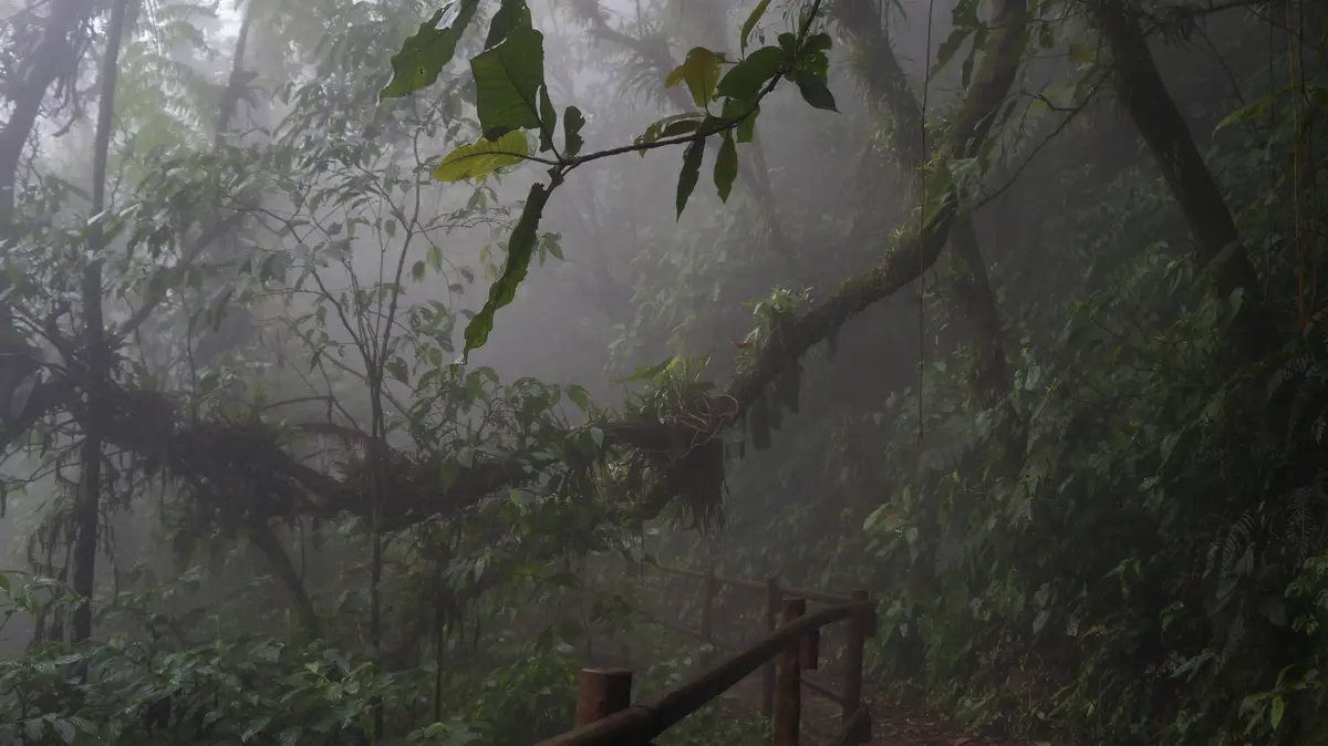 montecristo national park el salvador cloud forest guide